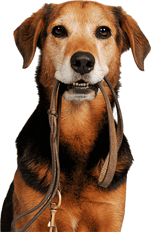 Cadastro para Doação de animais